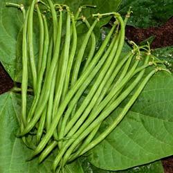 Feijo-verde fino Molire